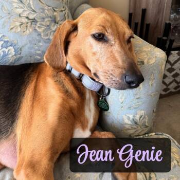 Jean Genie -  Hound and Mixed Breed Dog for Adoption in Fredericksburg, Virginia - Jean Genie | PetCurious