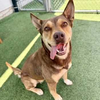 Shepherd and Mixed Breed Dogs Available for Adoption in Hawthorne, California - Poochie | PetCurious
