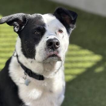 Border Collie and Mixed Breed Dogs Available for Adoption in Merriam, Kansas - Juju | PetCurious