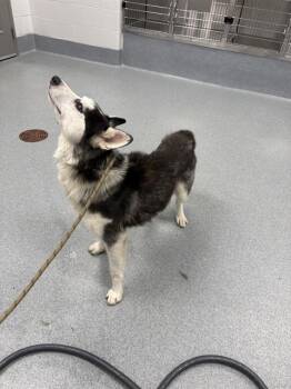 RADU -  Siberian Husky Dog for Adoption in Indianapolis, Indiana - RADU | PetCurious