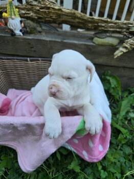 Rescue American Bully and Husky Dogs for Adoption in Jeffersonville, New York - Emma | PetCurious