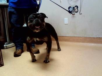 TYRUS -  Pit Bull Terrier and Mixed Breed Dog for Adoption in Martinez, California - TYRUS | PetCurious