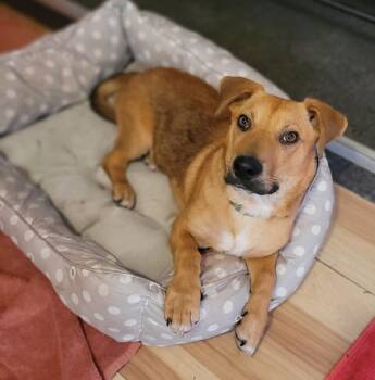 Rescue Mixed Breed Dogs for Adoption in Vancouver, British Columbia - Ducky | PetCurious