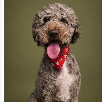 Poodle Dogs Available for Adoption in Sunderland, Maryland - Bark Twain | PetCurious
