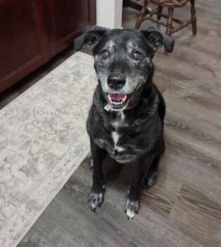 Sebastian -  Black Labrador Retriever Dog for Adoption in St. Augustine, Florida - Sebastian | PetCurious