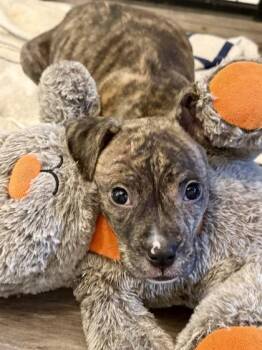Zoro -  Terrier and Mixed Breed Dog Available for Adoption in Picayune, Mississippi - Zoro | PetCurious