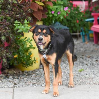 Venturi -  Australian Shepherd and Flat Coated Retriever Dog for Adoption in Wake Forest, North Carolina - Venturi | PetCurious