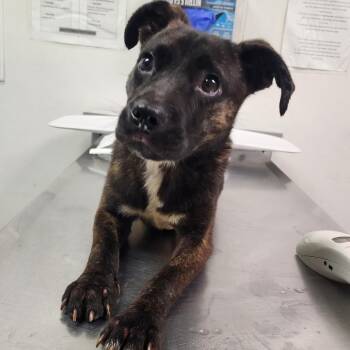 Flora -  Mixed Breed Dog for Adoption in Springboro, Ohio - Flora | PetCurious