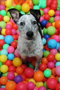 Claddagh -  Australian Cattle Dog Blue Heeler and Mixed Breed Dog for Adoption in Graham, Texas - Claddagh | PetCurious