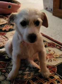 Sukey -  Norfolk Terrier and Jack Russell Terrier Dog for Adoption in The Woodlands, Texas - Sukey | PetCurious