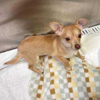 Chihuahua and Mixed Breed Dogs Available for Adoption - Cedric | PetCurious