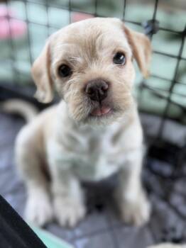 Salt -  Terrier and Bulldog Dog for Adoption in Burbank, California - Salt | PetCurious