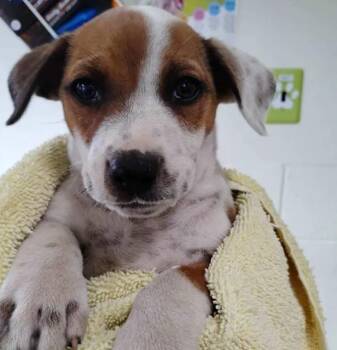 Hound Dogs Available for Adoption - Blaze | PetCurious