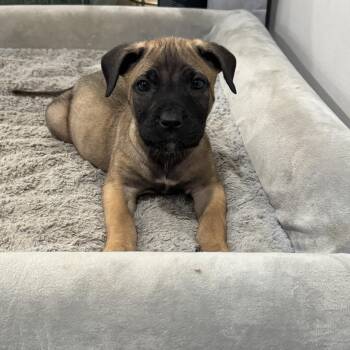 Rescue Mastiff Dogs for Adoption in Rock Hill, South Carolina - Dottie | PetCurious