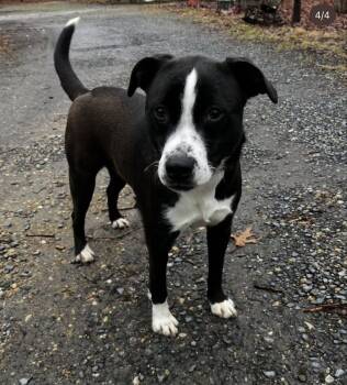 Karli -  Mixed Breed Dog for Adoption in Woodstock, Ontario - Karli | PetCurious