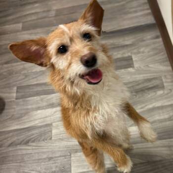 DOVE -  Terrier Dog for Adoption in Graham, Washington - DOVE | PetCurious