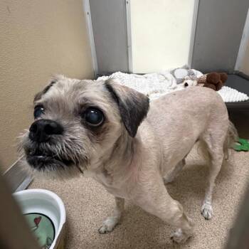 Rosco -  Shih Tzu Dog for Adoption in Pekin, Illinois - Rosco | PetCurious