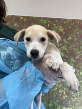 Shepherd and Mixed Breed Dogs Available for Adoption in San Antonio, Texas - Kelsey | PetCurious