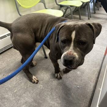 Mixed Breed Dogs Available for Adoption in Philadelphia, Pennsylvania - Juice | PetCurious