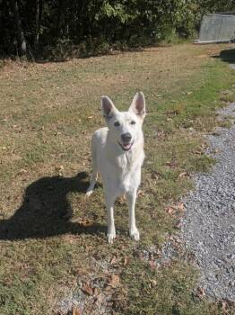 Bethany -  German Shepherd Dog Dog for Adoption in Springfield, Tennessee - Bethany | PetCurious