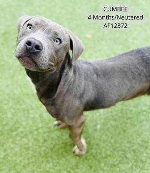 Pit Bull Terrier Dogs Available for Adoption - Cumbee | PetCurious