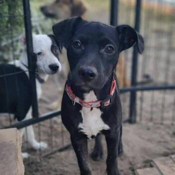 Rescue Mixed Breed Dogs for Adoption in Yaphank, New York - Martin | PetCurious