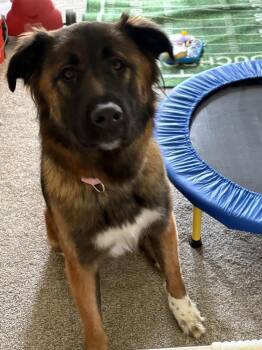 Jollie -  Shepherd Dog for Adoption in Waunakee, Wisconsin - Jollie | PetCurious