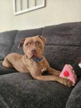 Draco -  Pit Bull Terrier Dog for Adoption in Newport, Kentucky - Draco | PetCurious