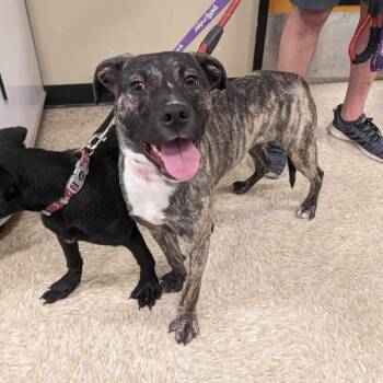 Rescue Labrador Retriever and Mountain Cur Dogs for Adoption in Baton Rouge, Louisiana - Jasper | PetCurious