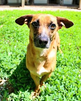 Cardigan Welsh Corgi and Mixed Breed Dogs Available for Adoption in Morton Grove, Illinois - Dodger | PetCurious