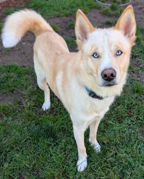 Astro -  Siberian Husky Dog for Adoption in Jamesville, New York - Astro | PetCurious