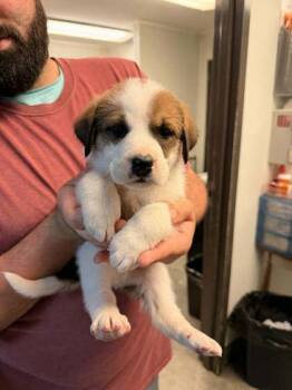 German Shepherd Dog and Great Pyrenees Dogs Available for Adoption in Bowling Green, Kentucky - Ike | PetCurious
