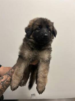 TERRY -  German Shepherd Dog and Mixed Breed Dog for Adoption in Doral, Florida - TERRY | PetCurious