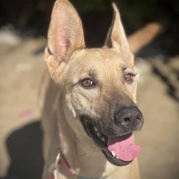 Baby Driver -  German Shepherd Dog and Cardigan Welsh Corgi Dog for Adoption in Los Angeles, California - Baby Driver | PetCurious