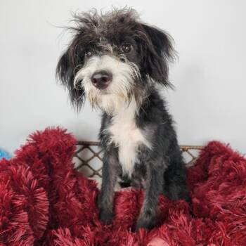 Hera -  Poodle Dog for Adoption in Fort Wayne, Indiana - Hera | PetCurious