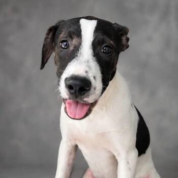 Skippy -  Pointer Dog for Adoption in Dallas, Texas - Skippy | PetCurious
