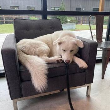 Puff -  Mixed Breed Dog for Adoption in Hailey, Idaho - Puff | PetCurious