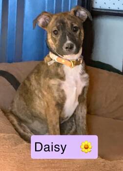 Cattle Dog Dogs Available for Adoption - DAISY | PetCurious
