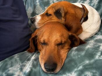 Rusty -  Redbone Coonhound Dog for Adoption in Bakersville, North Carolina - Rusty | PetCurious