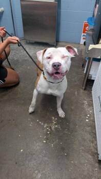 Simba -  Pit Bull Terrier Dog for Adoption in Evansville, Indiana - Simba | PetCurious
