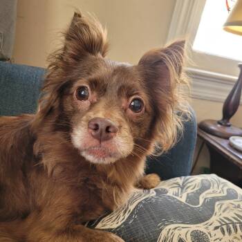 Rescue Chihuahua and Mixed Breed Dogs for Adoption in Raleigh, North Carolina - Jolene | PetCurious