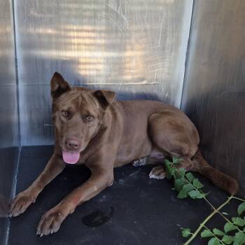 Rescue Labrador Retriever Dogs for Adoption in San Antonio, Texas - MARLEY | PetCurious