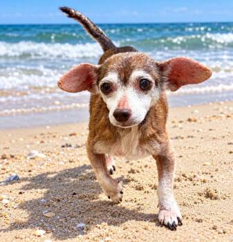 Jax -  Chihuahua Dog for Adoption in St. Augustine, Florida - Jax | PetCurious