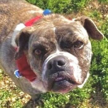 Rescue Bull Terrier Dogs for Adoption in Tunica, Mississippi - Prada | PetCurious
