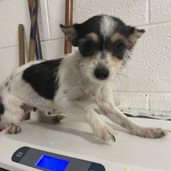 Halo -  Terrier and Mixed Breed Dog for Adoption in Edinburg, Texas - Halo | PetCurious