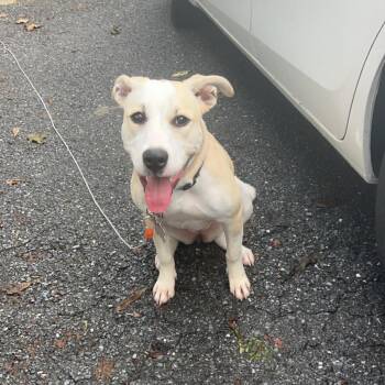 American Bulldog and Chocolate Labrador Retriever Dogs Available for Adoption in Roanoke, Virginia - Daisy | PetCurious