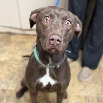 Zap -  Labrador Retriever Dog Available for Adoption in Columbia, South Carolina - Zap | PetCurious