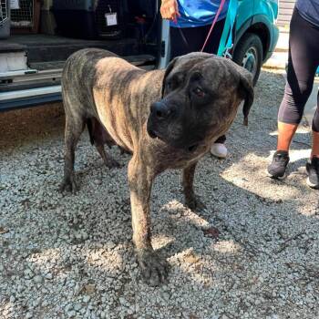 Joan Crawford -  Mastiff Dog for Adoption in Campton Hills, Illinois - Joan Crawford | PetCurious