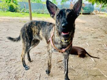 Dutch Shepherd Dogs Available for Adoption - Rubi | PetCurious