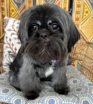Kiara -  Shih Tzu and Chihuahua Dog for Adoption in Closter, New Jersey - Kiara | PetCurious